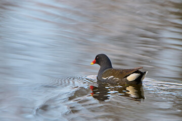 Coot in spring on the lake.