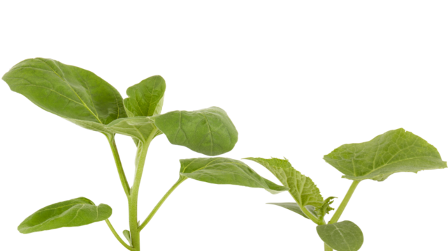 soft top of the lush green tree has many leaves and branches that are the tops of the garden vegetables that can be used to cook food. Taken from the front view, clearly visible details isolated