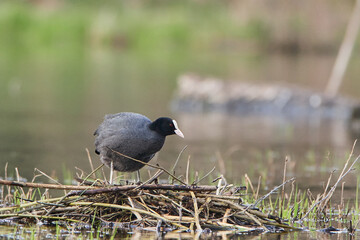 Coot in spring on the lake.