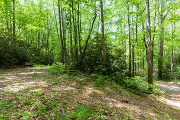 yard outdoor space wooded