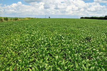 Planta&ccedil;&atilde;o de soja