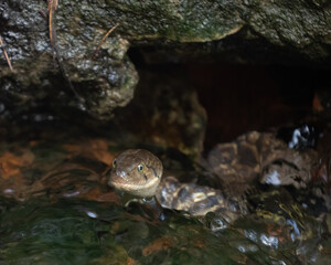 A water snake