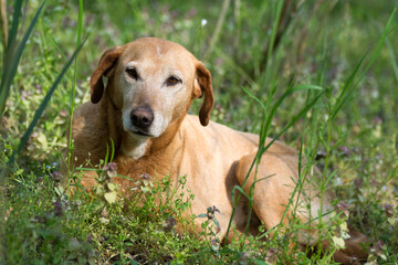 beige dog in grass on meadow