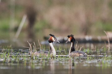 Great crested grebe in spring by the lake.