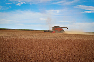 Fototapeta premium Campo de soja sendo colhido 