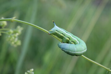 Chenille du Moro Sphinx