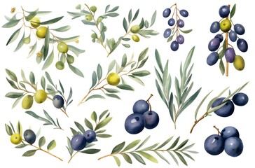 Watercolor olive leaf Botanical collection natural elements on white background. Symbol of peace. Generative Ai.