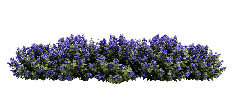 lavender  png images _  flower images _ tree images _ plant images _ lavender  isolated on white background