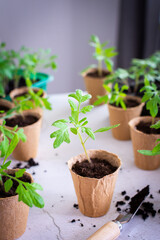 Young green seedlings of tomato in eco friendly pots, pricking out, transplanting seedlings from plastic containers into peat pots