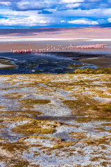 Flock of flamingoes in the bolivian plateau