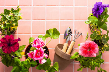 Fototapeta na wymiar Spring decoration of a home balcony or terrace with flowers, geranium flower and petunias and ivy with spatula and rake and pot on pink tile background, home gardening and hobbies, biophilic design