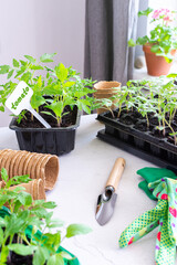 Young green seedlings of tomato in a plastic containers, pricking out, transplanting seedlings from...