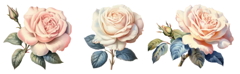 Photo sur Plexiglas Rétro Pink white vintage roses flowers isolated on white background. Colored pencil watercolor illustration. Generative AI