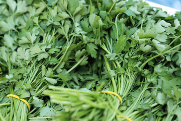 Fototapeta premium Close-up of bunches of green celery in a street food market. Sale of fresh herbs. Bunches of organic parsley tied with an elastic band. Fresh herbs on display at grocery store. Selective focus.
