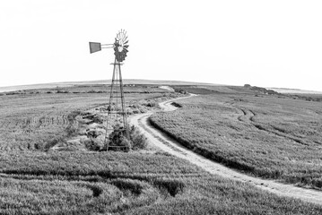 Windmill between green wheat fields. Monochrome