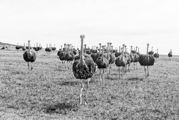 Herd of ostriches running towards the camera. Monochrome