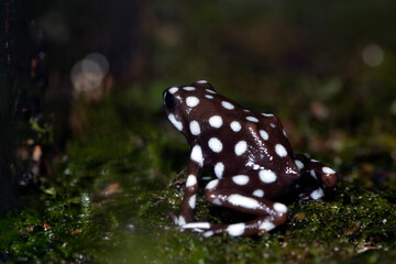 Maranon poison frog (Exidobates mysteriosus) closeup on moss, Exidobates mysteriosus closeup