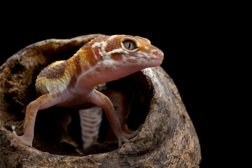 Snow tremper lemon frost gecko closeup, Eublepharis macularius leopard gecko on isolated background