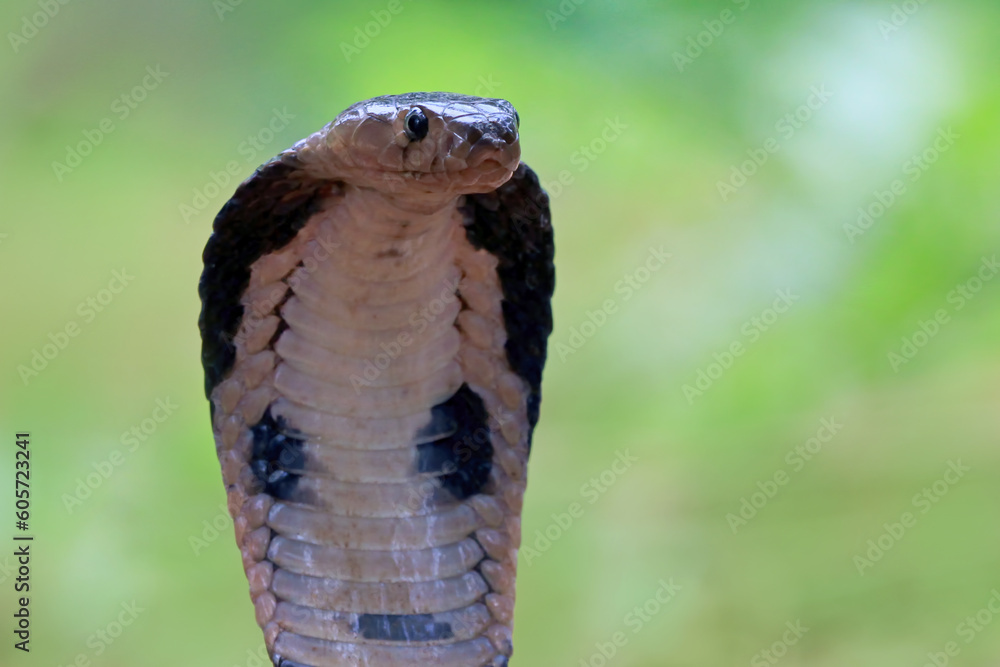 Wall mural Closeup head of king cobra snake, closeup head king cobra with natural background