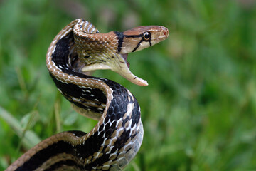 Copper-headed Trinket Snake ready to attack, (Coelognathus radiatus), closeup snake