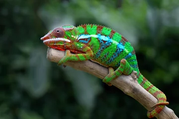 Foto op Canvas Beautiful of panther chameleon on wood, The panther chameleon on tree © kuritafsheen