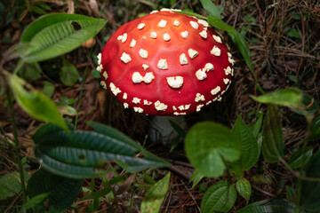 Beautiful wild red mushroom Amanita Muscaria in its natural habitat