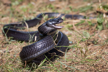 Boiga dendrophila gemmicincta ready to attack