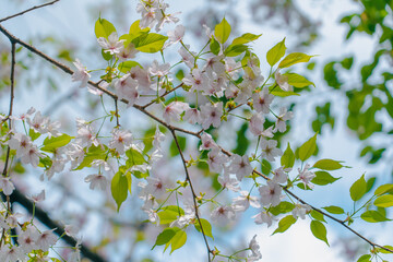 葉桜 日本の春の風景