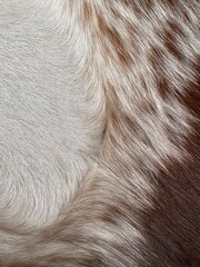 Animal hair close-up macro, texture