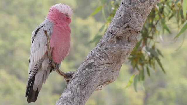 Australian Birds - Cockatoo Pink and Grey Galah