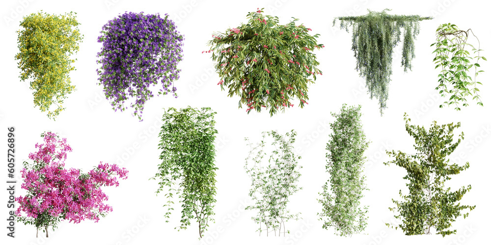 Canvas Prints set of various creeper plants, vol.1, isolated on transparent background. 3d render.