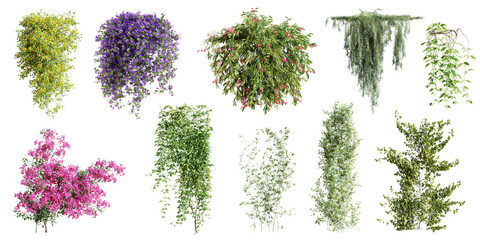 Set of various creeper plants, vol.1, isolated on transparent background. 3D render. - 605726896