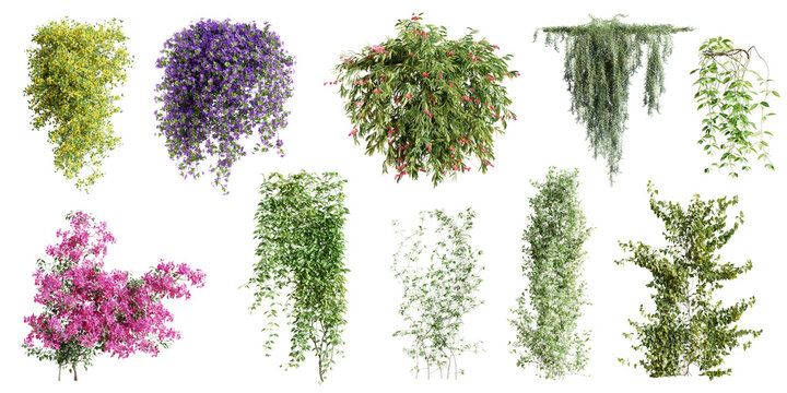 Set of various creeper plants, vol.1, isolated on transparent background. 3D render.