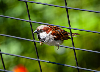 Sparrow sneaking through the Gate