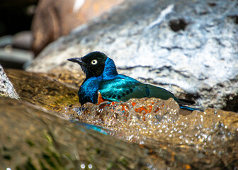 Superb Starling enjoying a Bath 1