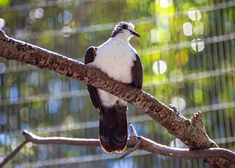 Tambourine Dove Looking down from a Perch 1