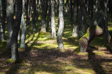 Landscape of The Dancing Forest on a sunny summer day