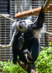 Angola Colobus Monkey in the Zoo 1