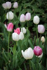 Fototapeta premium Tulip Time 2023-2