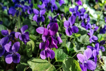 petites fleurs violettes
