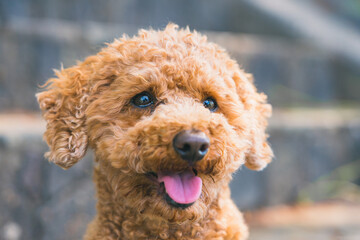 トイプードル　toy poodle