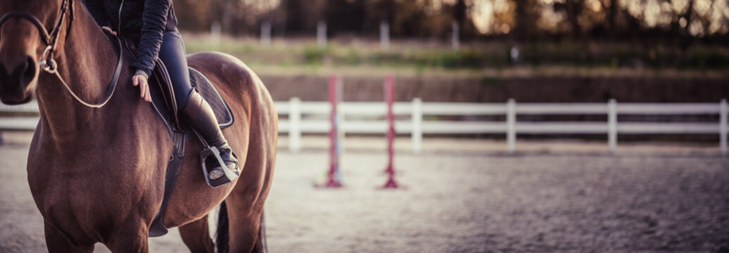 Happy horse rider patting horse. Parkour in the background. Equestrian theme. Copy space.