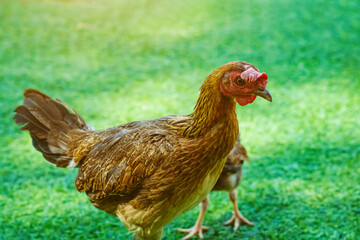 Beautiful domestic chickens standing and grazing on the artificial green grass background in the garden. Chickens walk on fake grass. Hen foraging for food green grass. Freely grazing on a meadow.
