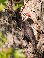 Pileated woodpecker portrait sitting on a tree trunk into the forest, Quebec, Canada