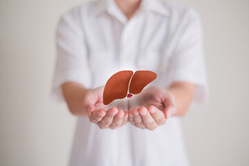 Hand's holding liver, concept of liver and organ donation or charity, hospital, anatomy, diagnosis, cancer, disease donor support, health care of life and family, insurance background with copy space. - obrazy, fototapety, plakaty