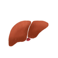 An isolated liver drawing by chalk or oil pastels. Concept of liver sticker, organ drawing and painting icon. Transparency. liver donation. Body part study, anatomy.