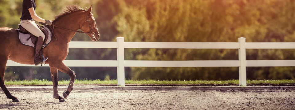 Horse rider on a parkour. Equestrian theme. Copy space.