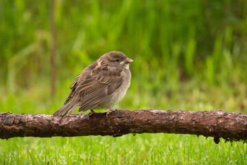 a young house sparrow is perching on a branch, that is lying on the green lawn at a spring morning