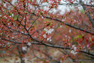 Spring tree with pink flowers. springtime background with pink blossom
