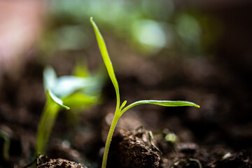 agriculture revived by spring